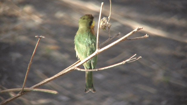 Little Bee-eater - ML200811181