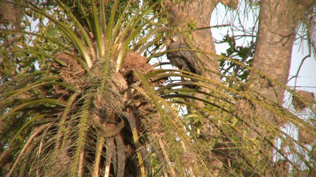 African Harrier-Hawk - ML200811261