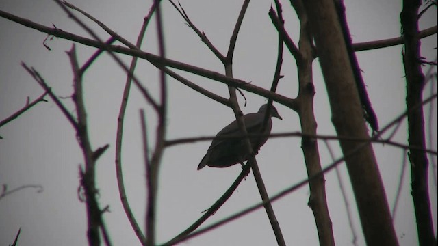 Pigeon vineux - ML200811291