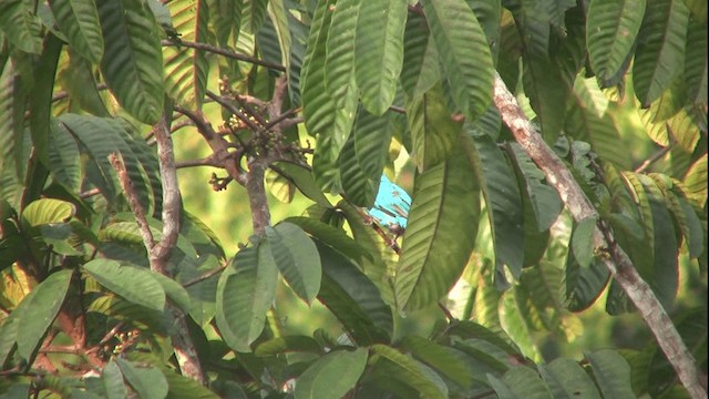 Plum-throated Cotinga - ML200811351