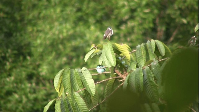 カオグロヒワミツドリ（lineata） - ML200811421