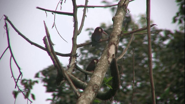 White-eared Jacamar - ML200811471