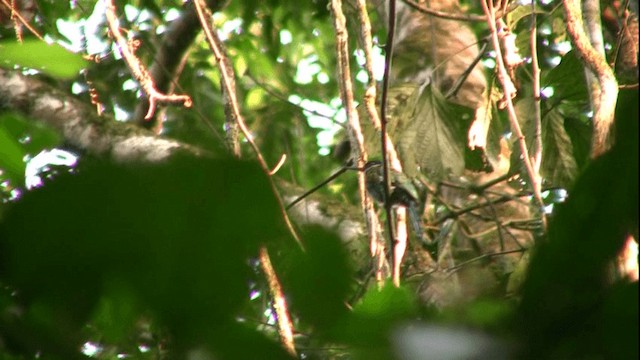 Purplish Jacamar - ML200811491