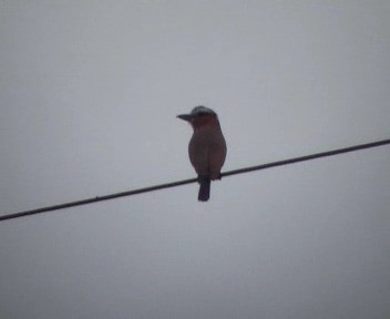 Rufous-crowned Roller - ML200811561