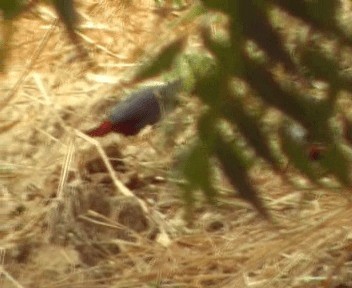 Lavender Waxbill - ML200811741