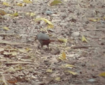 Lavender Waxbill - ML200811751