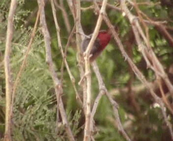 Lavender Waxbill - ML200811761