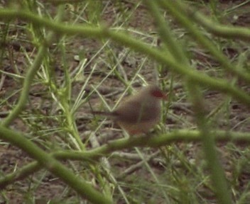 Black-rumped Waxbill - ML200811771