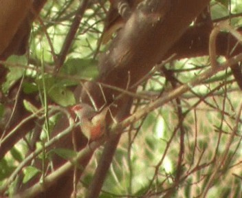 Black-rumped Waxbill - ML200811781