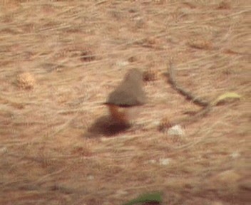 Black-rumped Waxbill - ML200811791