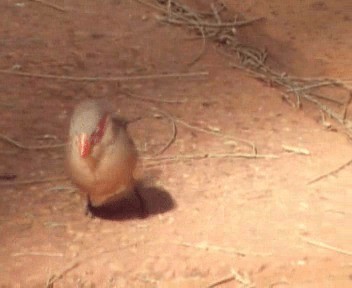 Black-rumped Waxbill - ML200811801