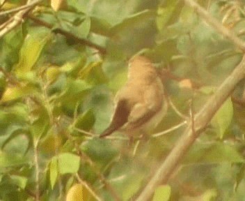 African Silverbill - ML200811811