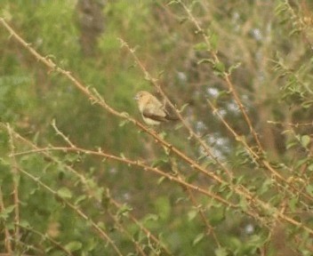 African Silverbill - ML200811821