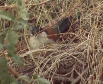 Senegal Coucal - ML200811981