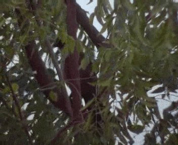 Senegal Coucal - ML200811991