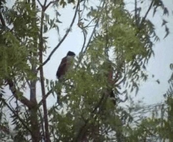 Coucal du Sénégal - ML200812001