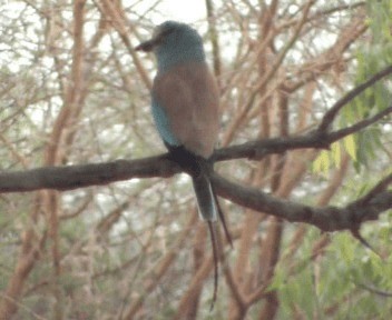 Abyssinian Roller - ML200812061