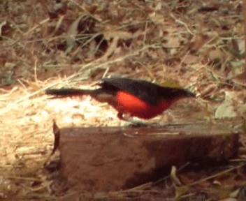 Yellow-crowned Gonolek - ML200812211