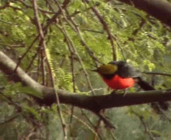 Yellow-crowned Gonolek - ML200812231