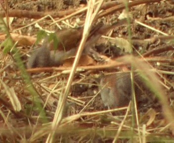 Northern Gray-headed Sparrow - ML200812371