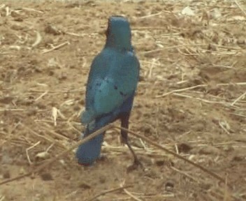 Lesser Blue-eared Starling - ML200812481