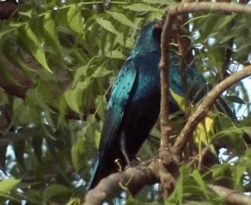 Lesser Blue-eared Starling - ML200812511