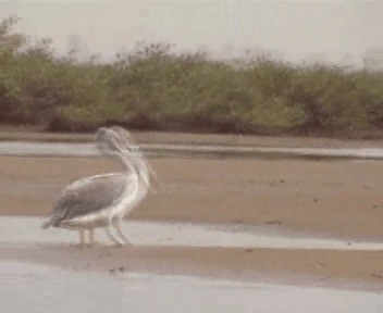 Pink-backed Pelican - ML200812541