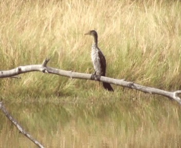 Long-tailed Cormorant - ML200812561