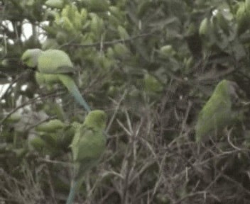 Senegal Papağanı - ML200812671