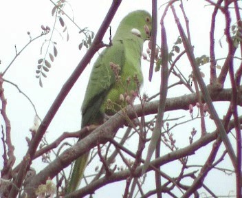 Yeşil Papağan - ML200812741