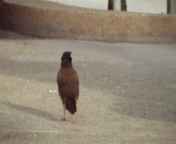 Common Myna - ML200812851