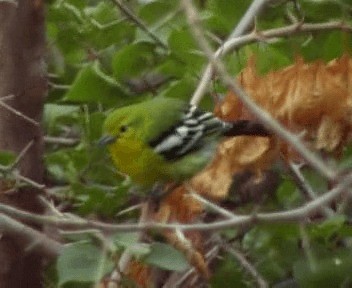 Common Iora - ML200812891