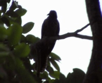 Plaintive Cuckoo - ML200812921