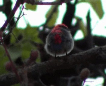 Scarlet-backed Flowerpecker - ML200812961