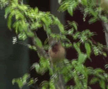 Scaly-breasted Munia (Scaled) - ML200813021