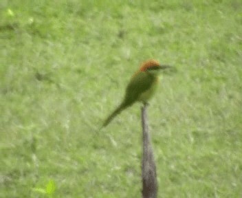 Asian Green Bee-eater - ML200813031