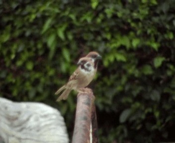 Eurasian Tree Sparrow - ML200813061