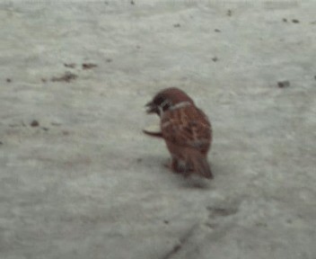 Eurasian Tree Sparrow - ML200813071