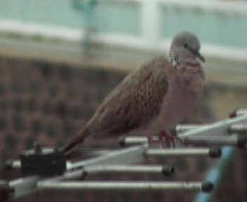 Spotted Dove (Eastern) - ML200813201