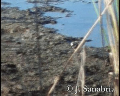 Little Ringed Plover (curonicus) - ML200813291