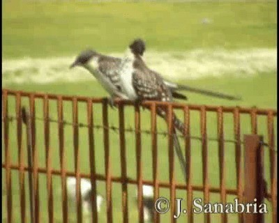 Great Spotted Cuckoo - ML200813341