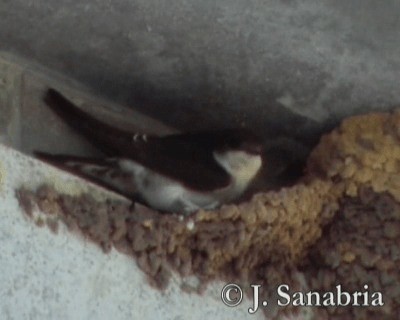 Western House-Martin - ML200813361