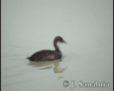 Eurasian Coot - ML200813421