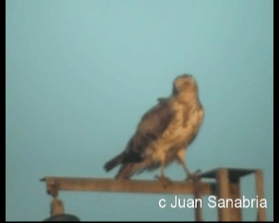 Short-toed Snake-Eagle - ML200813491