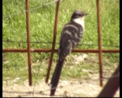 Great Spotted Cuckoo - ML200813511