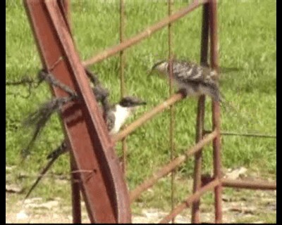 Great Spotted Cuckoo - ML200813531