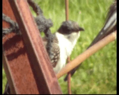 Great Spotted Cuckoo - ML200813541