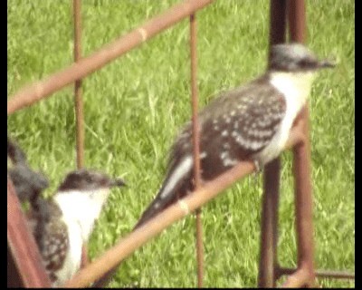 Great Spotted Cuckoo - ML200813551