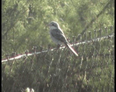 Woodchat Shrike (Western) - ML200813771