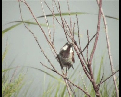 House Sparrow - ML200813861